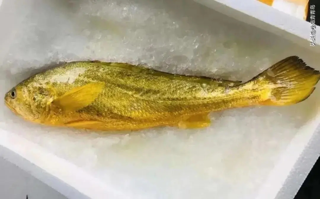 青岛一渔民捕获长达半米,重5.2斤野生黄花鱼!网友:估价至少上万!